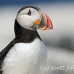 puffin_atlantic_msi_h_0863_can1892.jpg